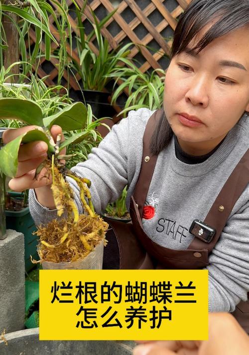 蝴蝶兰盆栽的养护方法是什么？如何让蝴蝶兰盆栽更健康？
