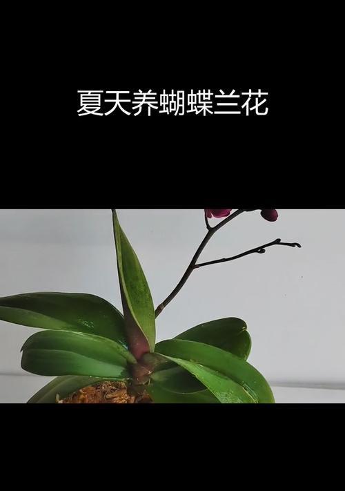 蝴蝶兰盆栽的养护方法是什么？如何让蝴蝶兰盆栽更健康？