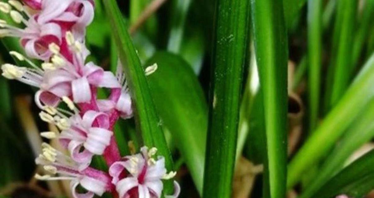 花与草有什么区别？如何正确区分花卉和草本植物？