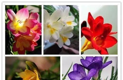 花与草有什么区别？如何正确区分花卉和草本植物？