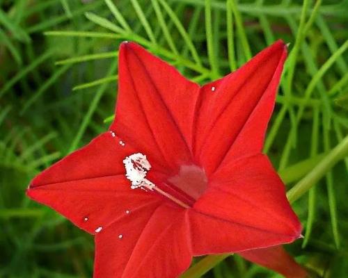 茑萝的正确读音是什么？茑萝的花语和象征意义有哪些？