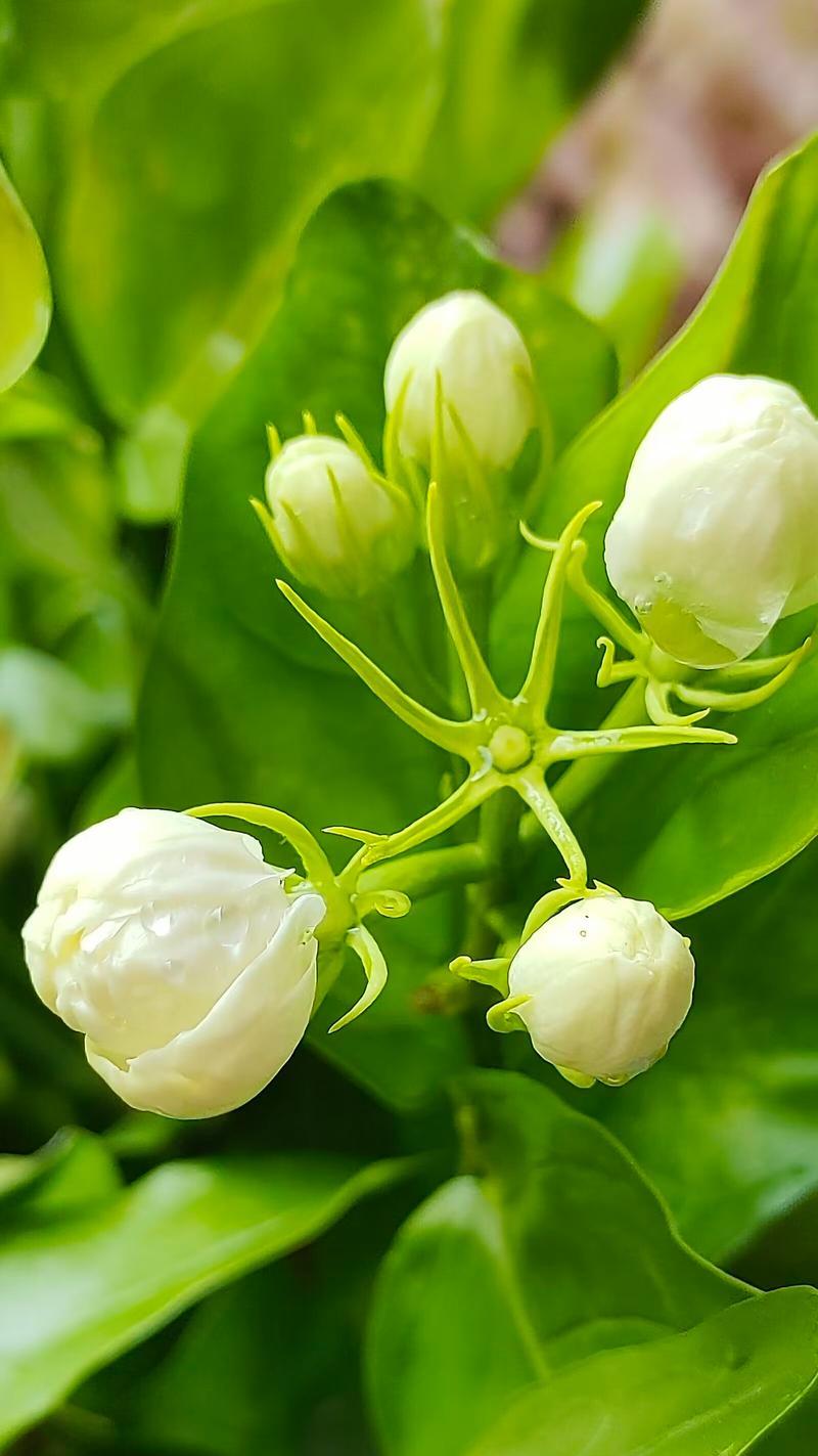 夏天养什么花？夏季花卉的养护和注意事项有哪些？