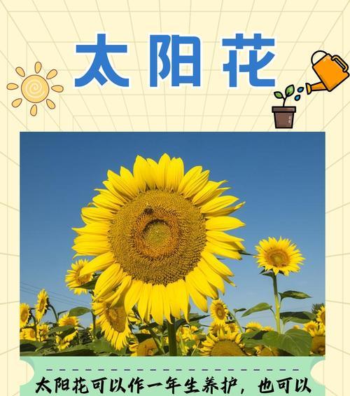 夏天养什么花？夏季花卉的养护和注意事项有哪些？