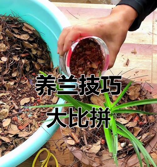 移栽兰花的最佳时机和步骤是什么？