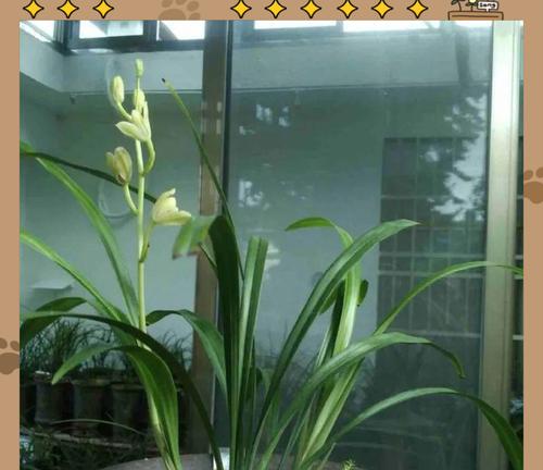 移栽兰花的最佳时机和步骤是什么？