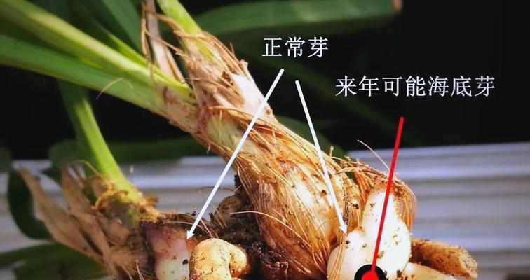移栽兰花的最佳时机和步骤是什么？