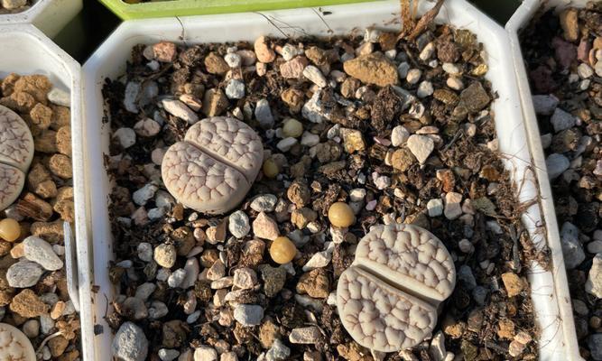 生石花的种类有哪些？生石花品种选择指南？