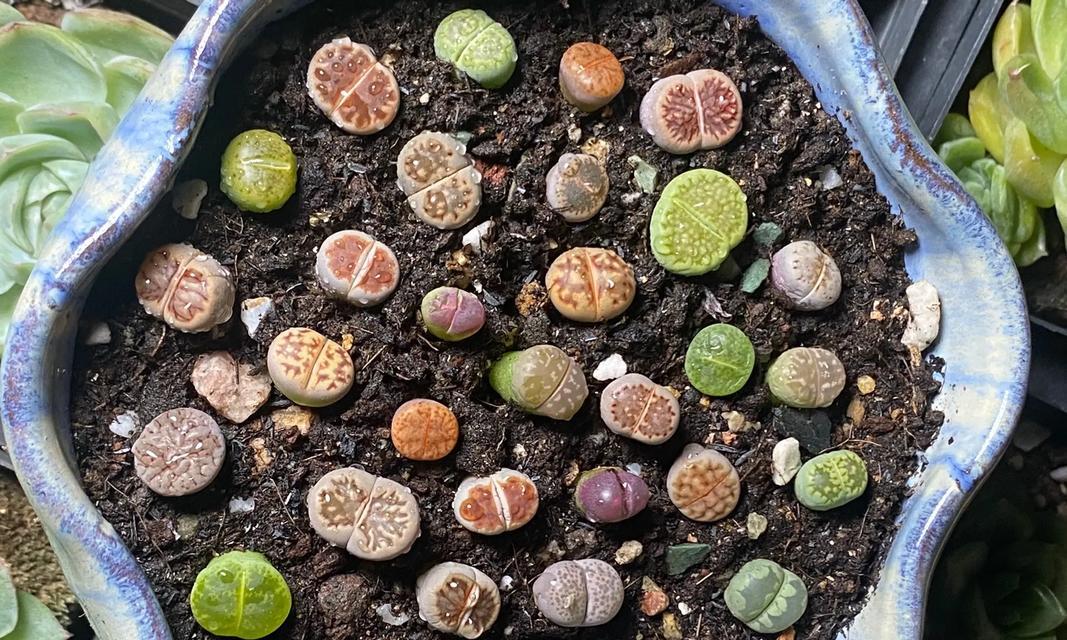生石花的种类有哪些？生石花品种选择指南？