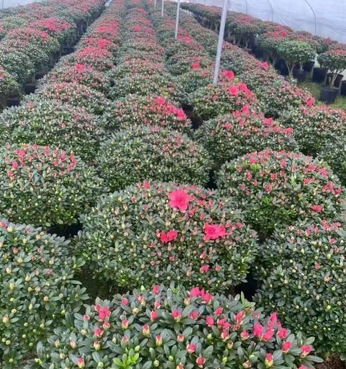 杜鹃花有哪些珍贵品种？如何培育？