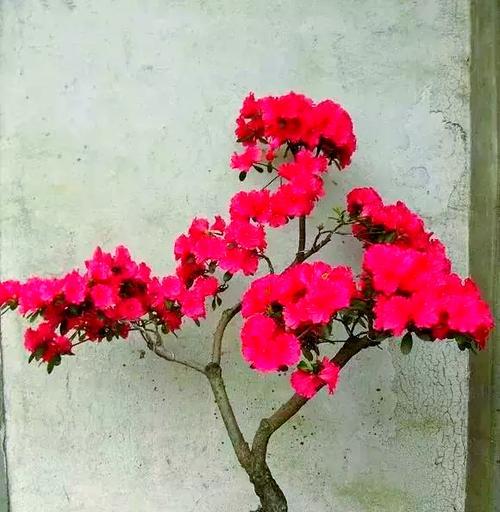 杜鹃花有哪些珍贵品种？如何培育？