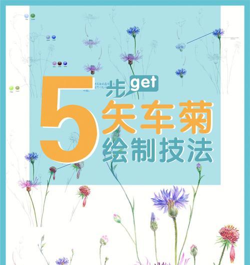 矢车菊的养护要点是什么？如何保持其旺盛生长？