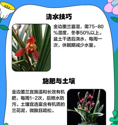墨兰怎么种植？墨兰的种植技巧和注意事项是什么？