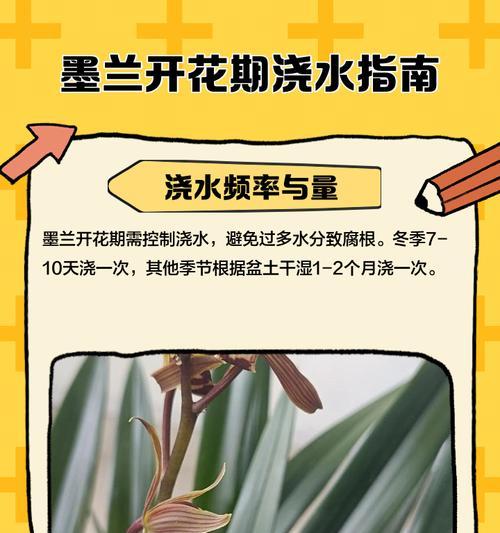 墨兰怎么种植？墨兰的种植技巧和注意事项是什么？