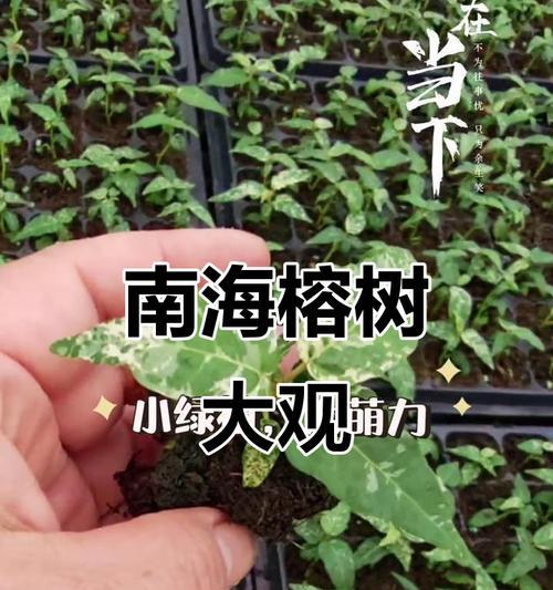 榕树有哪些不同的品种？