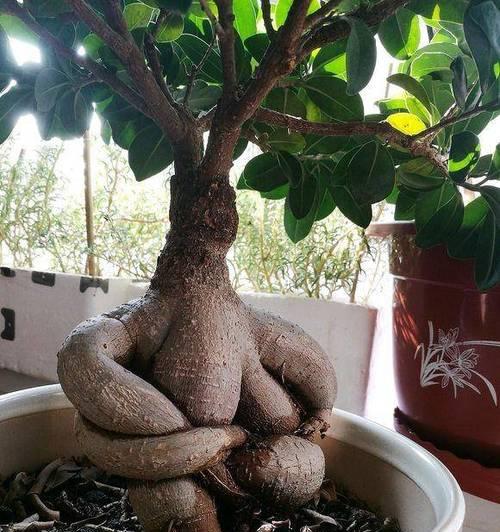 榕树有哪些不同的品种？