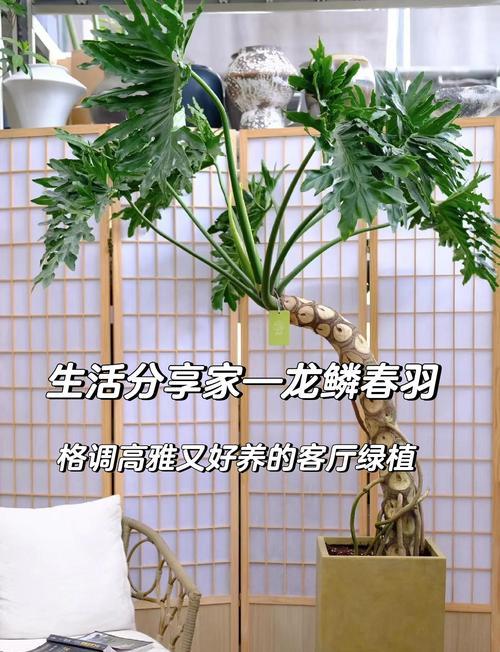 春之奇迹怎么养？春之奇迹的养护技巧有哪些？