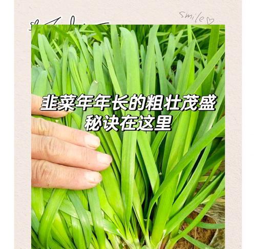韭菜种植的步骤是什么？如何进行管理？