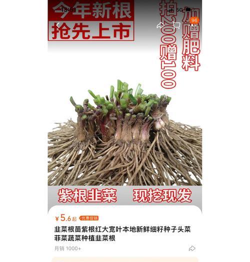 韭菜种植的步骤是什么？如何进行管理？