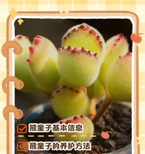 熊童子叶片发粘是什么原因？
