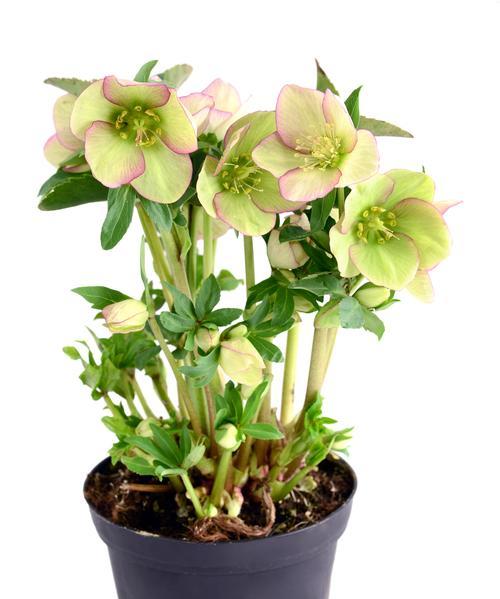 花草是什么意思？花草在园艺中的作用是什么？