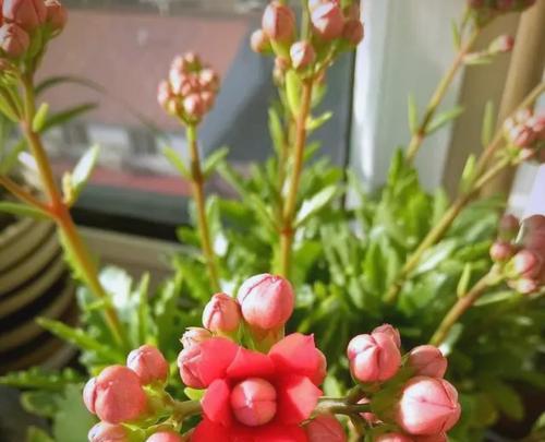 如何有效养肥长寿花？