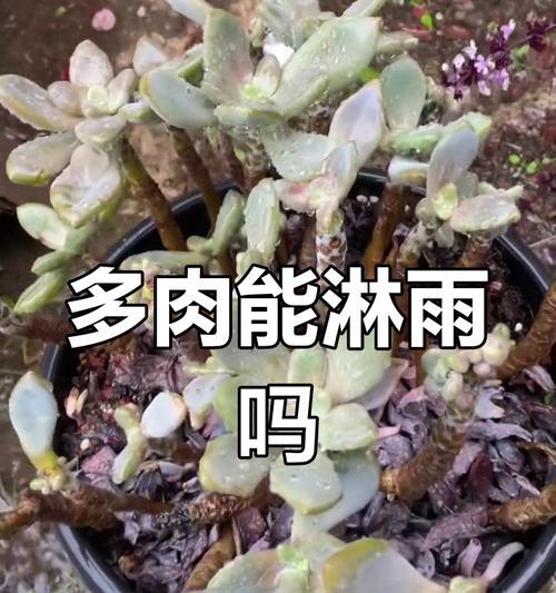 植物根部腐烂了怎么办？如何拯救和恢复植物健康？