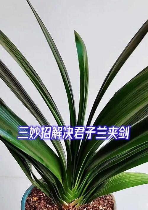 君子兰夹箭后应如何应对？