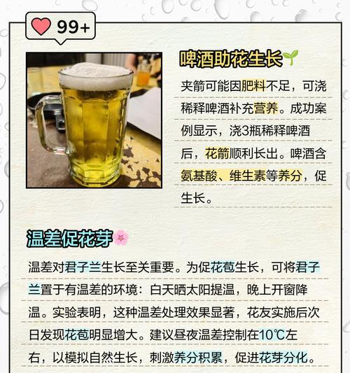 君子兰夹箭后应如何应对？