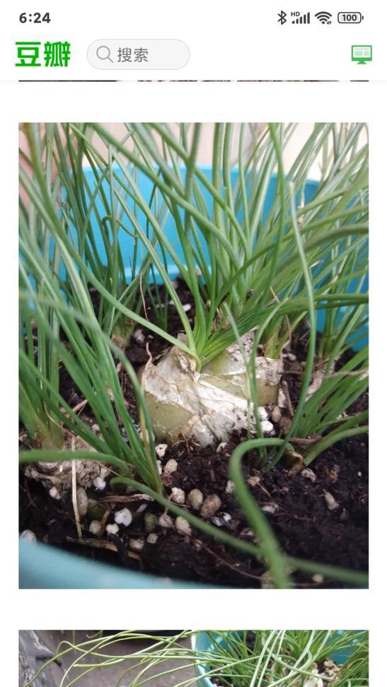 块状茎的植物有哪些？块状茎植物的繁殖方法是什么？