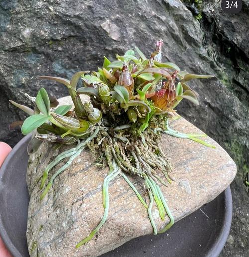 块状茎的植物有哪些？块状茎植物的繁殖方法是什么？