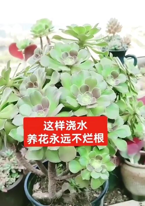 麒麟花烂根的处理和预防措施是什么？