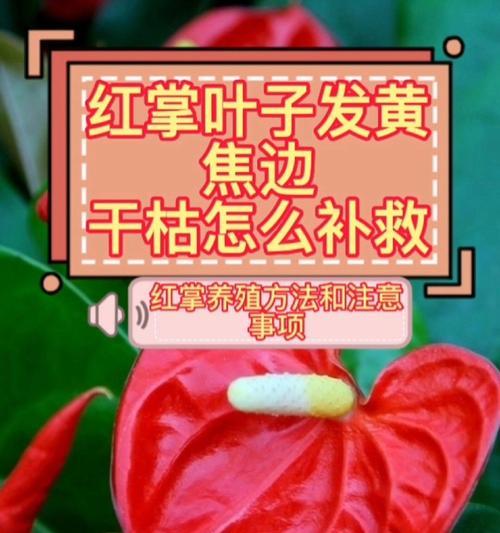 红掌叶子发黄是什么原因？如何处理？