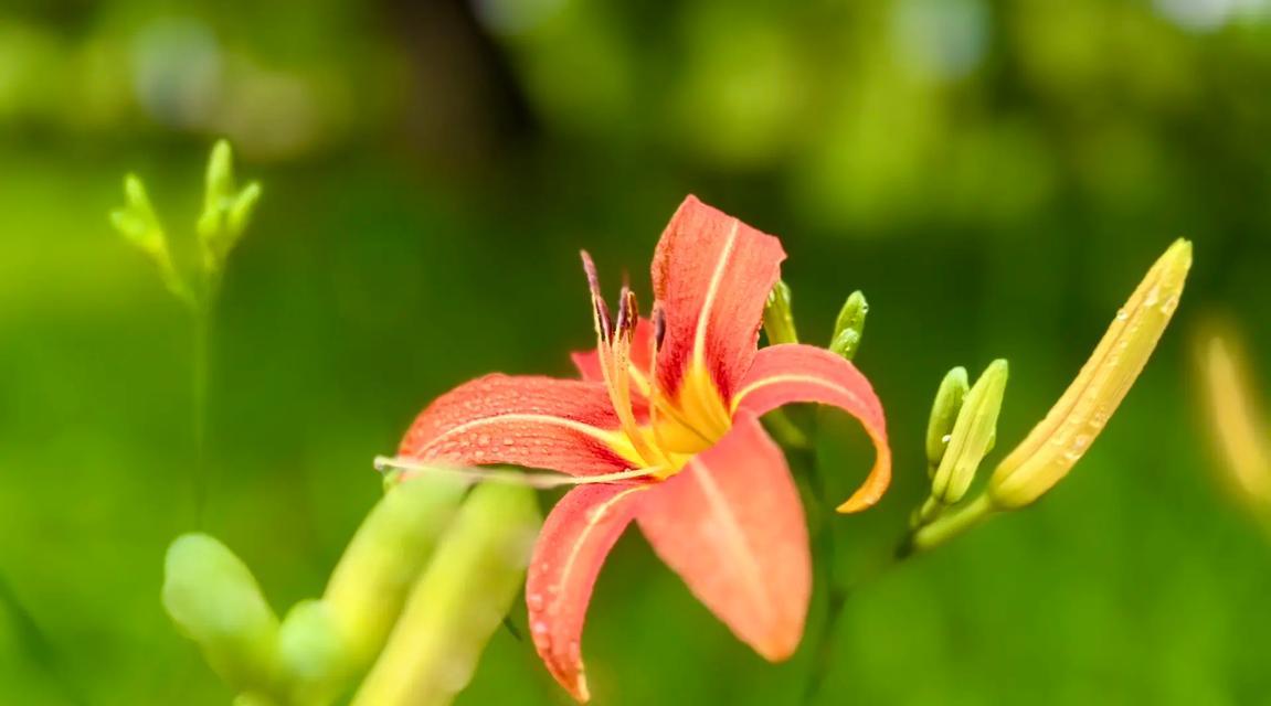 宣草花又叫什么花？宣草花的别名有哪些？