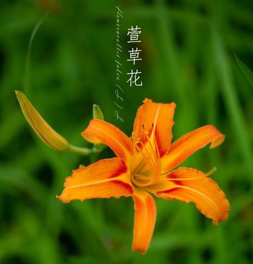 宣草花又叫什么花？宣草花的别名有哪些？