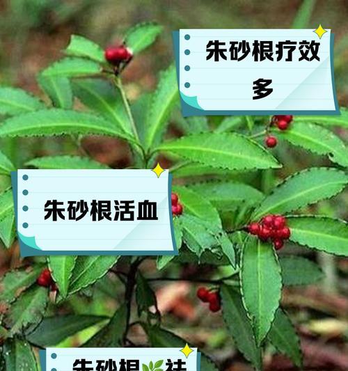 朱砂根植物的特性及用途是什么？