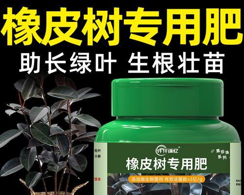 橡皮树用什么肥？如何正确施肥以促进其生长？