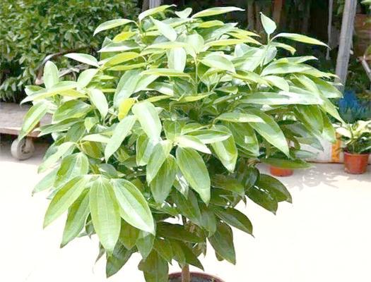 平安树遭遇虫害的处理措施有哪些？