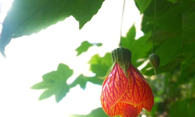 金铃花的养殖技巧有哪些？如何让金铃花花开不断？