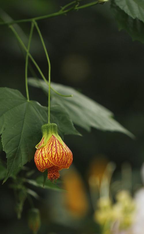 金铃花的养殖技巧有哪些？如何让金铃花花开不断？