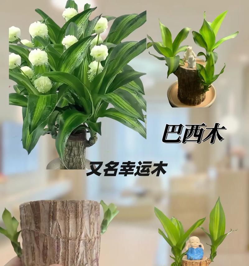 常绿藤本植物有哪些？它们的养护要点是什么？