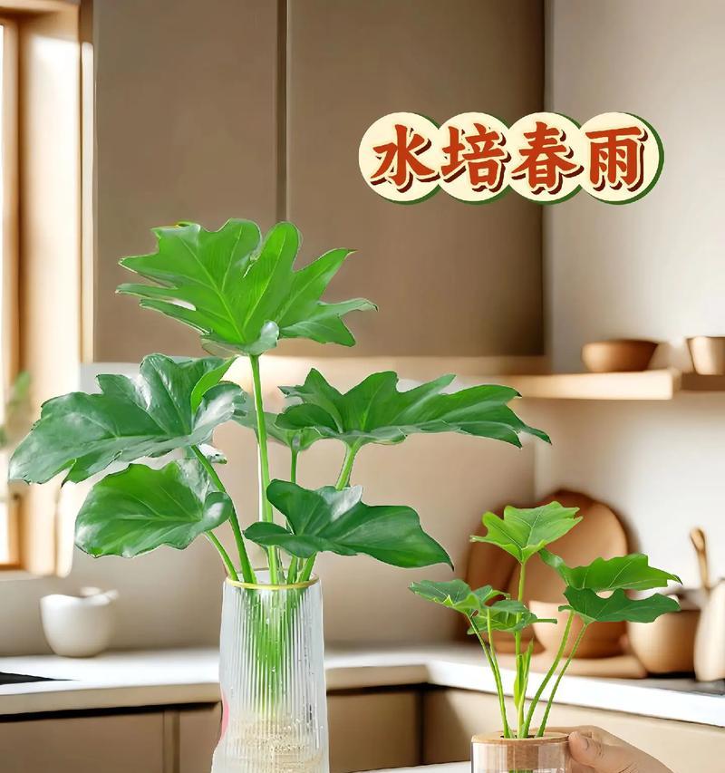 常绿藤本植物有哪些？它们的养护要点是什么？