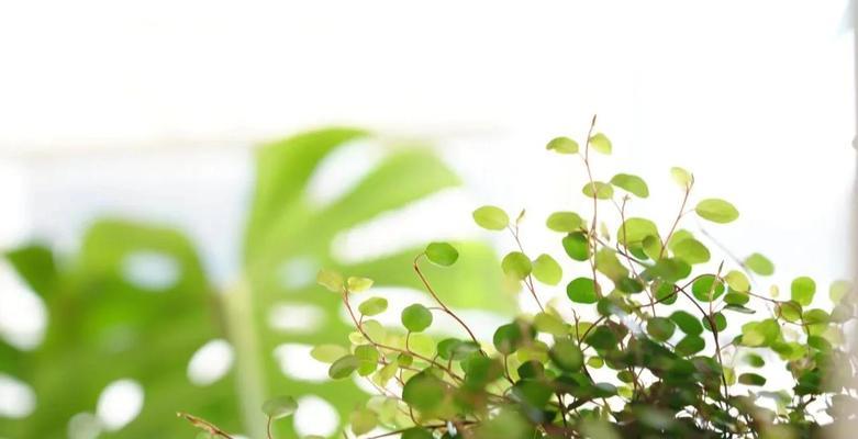 常绿藤本植物有哪些？它们的养护要点是什么？