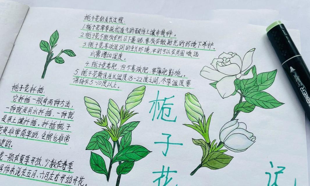 栀子花插枝的正确步骤是什么？