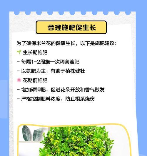 米兰施肥的最佳时机和方法是什么？