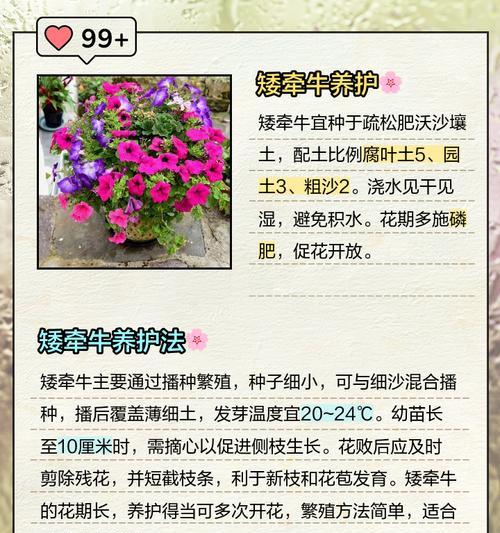 怎么让矮牵牛爆盆？矮牵牛爆盆的技巧和方法是什么？