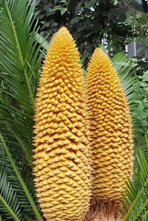 铁树开花代表了什么含义？