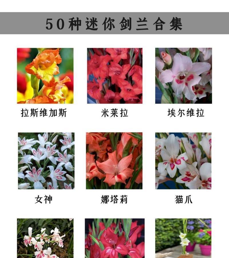 剑兰的养殖方法有哪些？怎样才能养出健壮的剑兰？