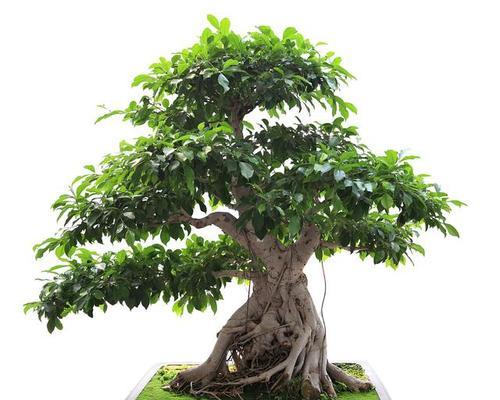 盆景怎么修剪？盆景修剪的正确方法和最佳时机是什么？