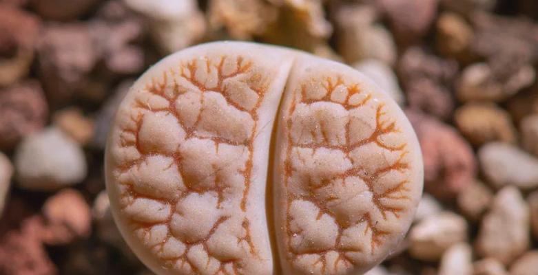 生石花品种中哪个最大？如何选择适合的生石花品种？