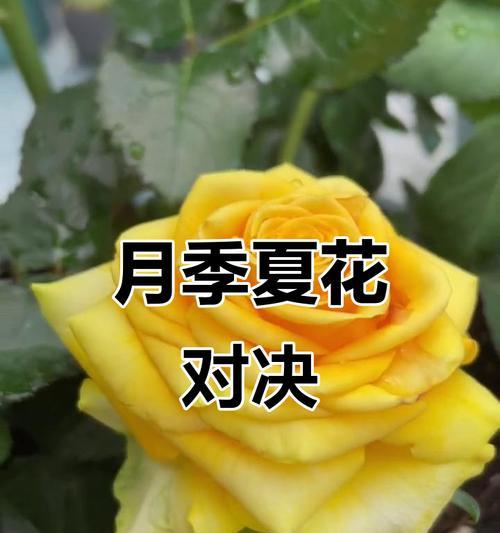 哪些月季品种最吸引人？如何选择？